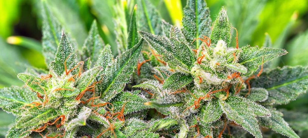 Exploring Cannabis in White Plains, NY: Your Guide to Finding the Best Dispensaries and Weed Delivery Options