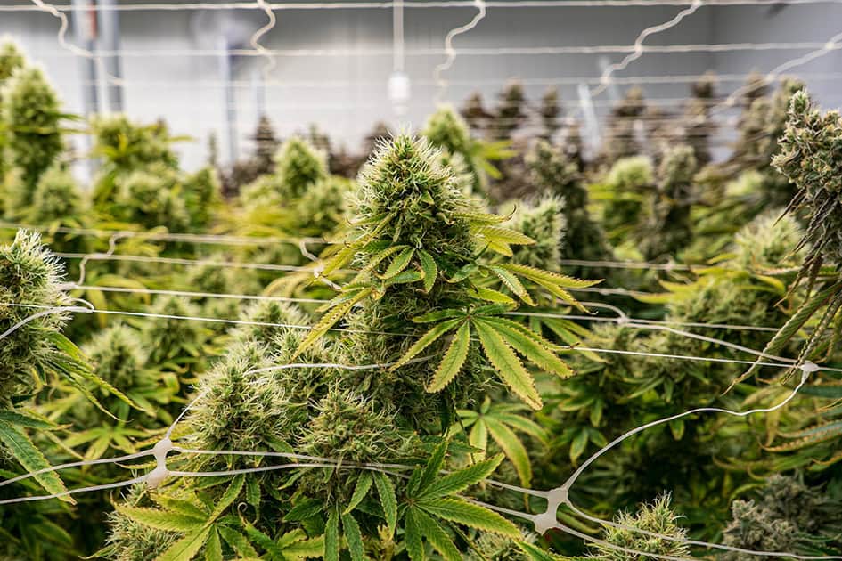 THC for Pain Management: What Works and Why